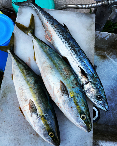 サゴシの釣果