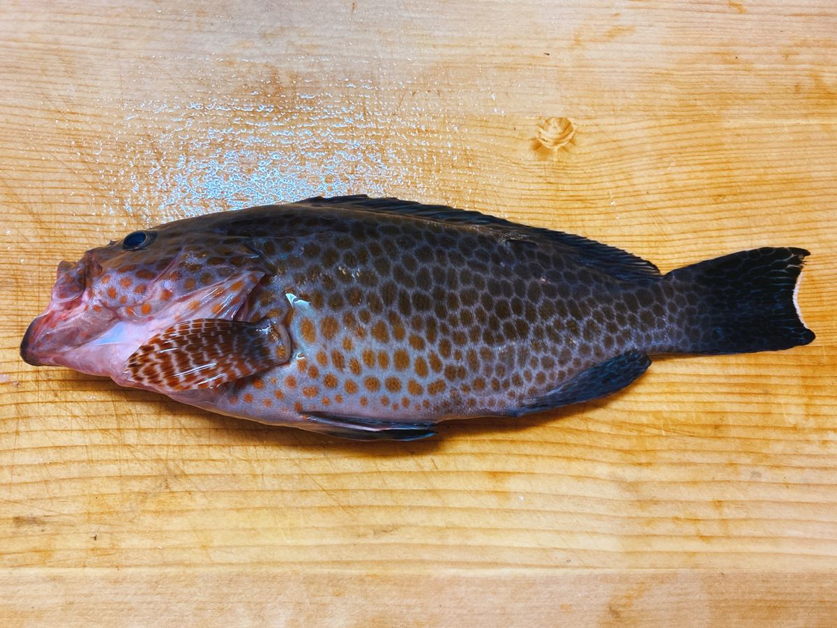 しょうきの沖釣りチャンネルさんの釣果 1枚目の画像