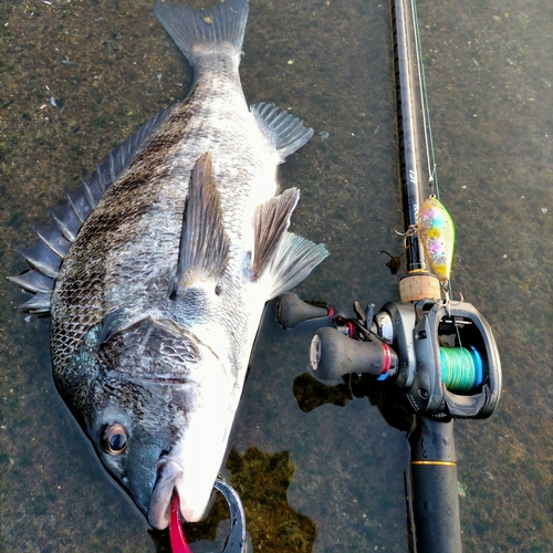 チヌの釣果