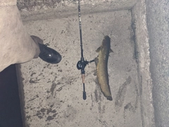 ナマズの釣果