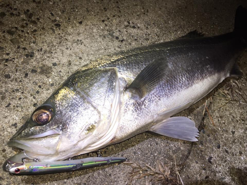 スズキの釣果