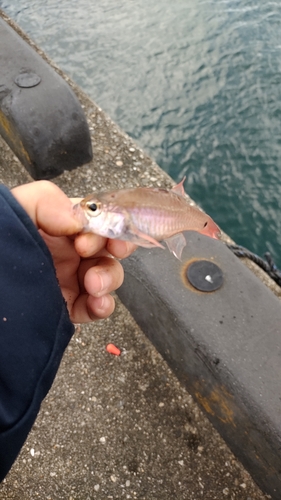 ネンブツダイの釣果