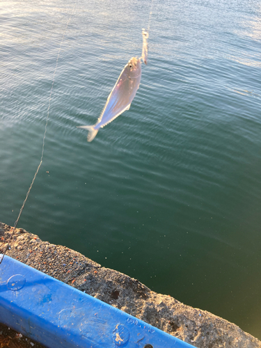 イケカツオの釣果