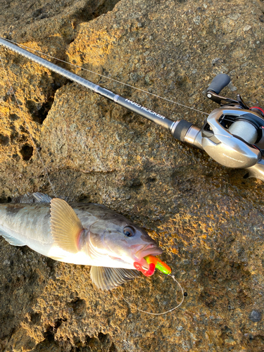 ホッケの釣果