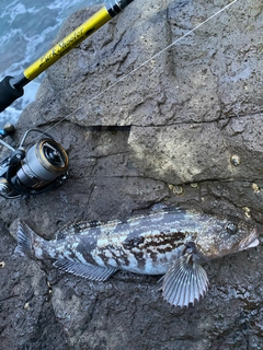 クロソイの釣果