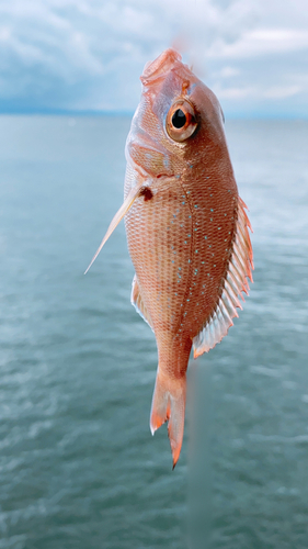 チャリコの釣果