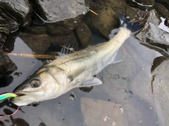 フッコ（マルスズキ）の釣果