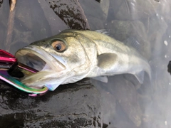 フッコ（マルスズキ）の釣果