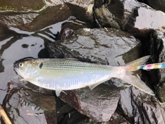 コノシロの釣果