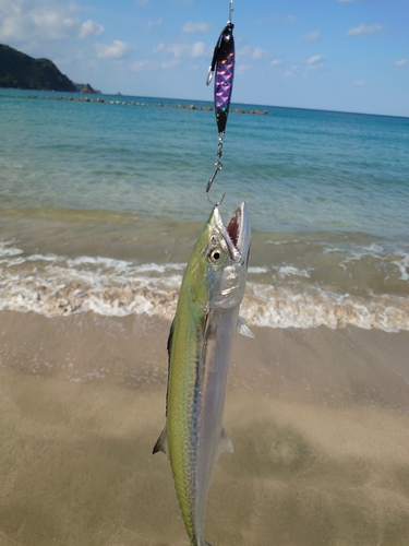 サゴシの釣果