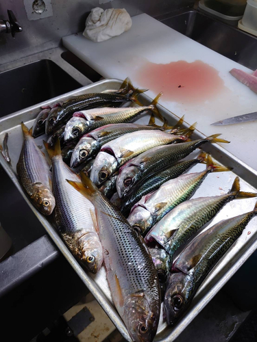 サバの釣果