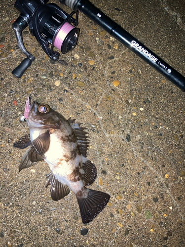 メバルの釣果