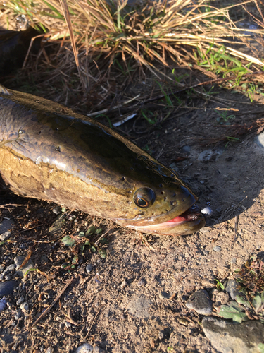 ライギョの釣果