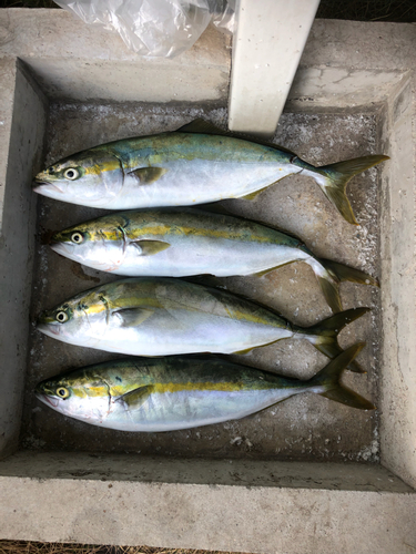 ハマチの釣果