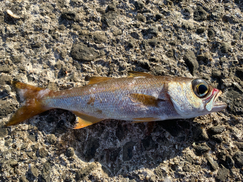 ムツの釣果