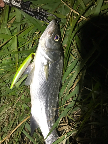 ヒラスズキの釣果