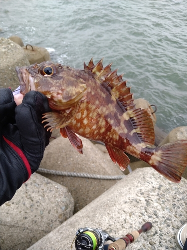 ガシラの釣果