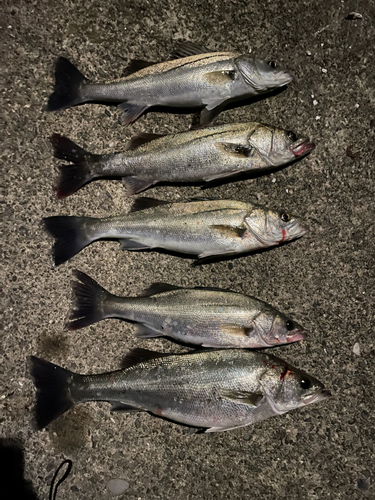 シーバスの釣果