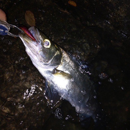 ヒラスズキの釣果