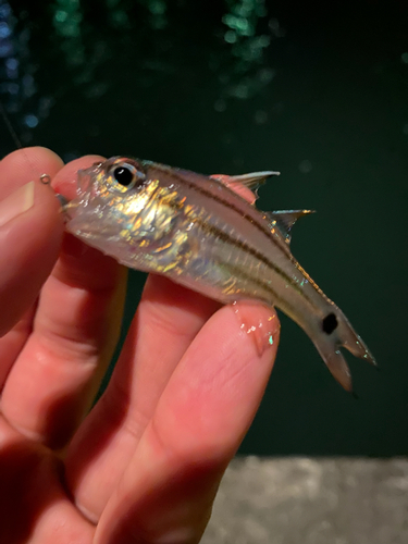 オオスジイシモチの釣果