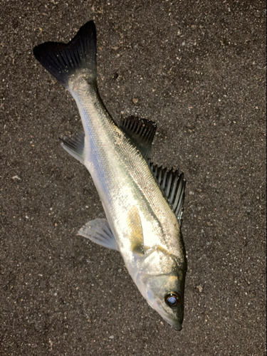 セイゴ（マルスズキ）の釣果