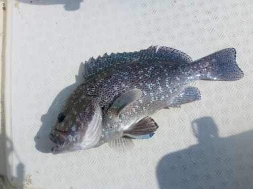 ツチホゼリの釣果