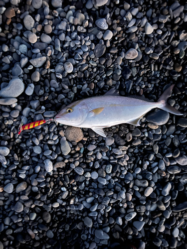 ショゴの釣果