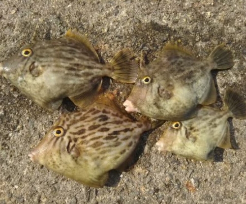 カワハギの釣果