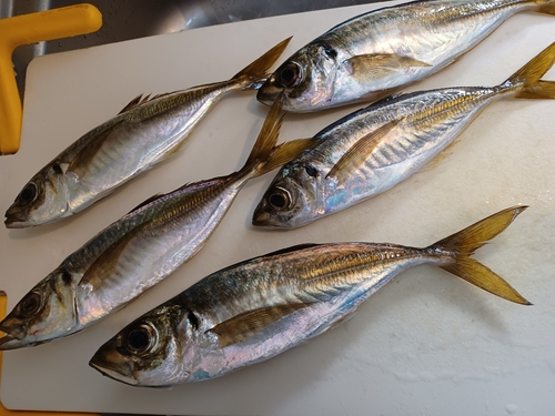 アジの釣果