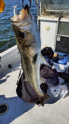 シーバスの釣果