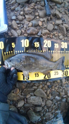 スモールマウスバスの釣果