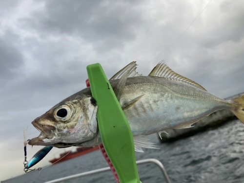 マアジの釣果