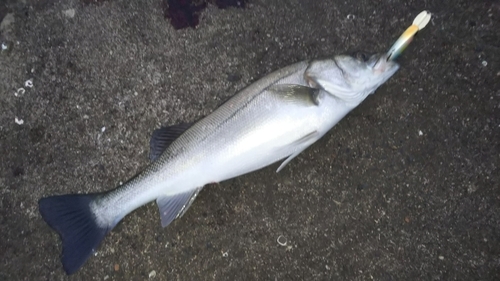 フッコ（マルスズキ）の釣果