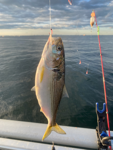 コノシロの釣果