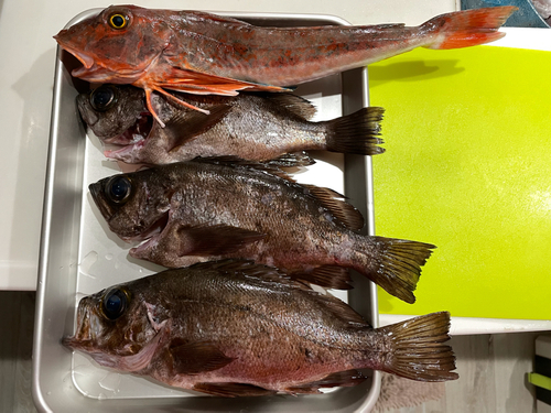 ホウボウの釣果