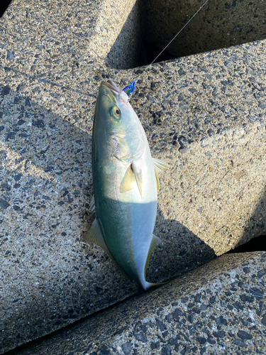 ハマチの釣果