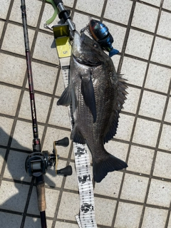 クロダイの釣果