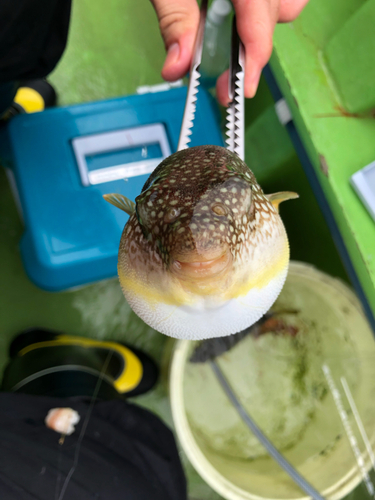 ショウサイフグの釣果