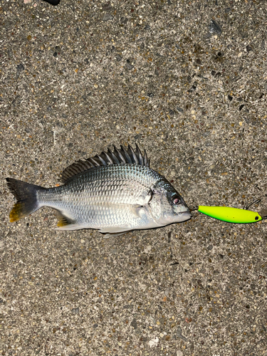 キビレの釣果