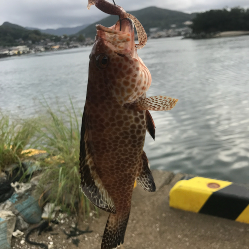 オオモンハタの釣果