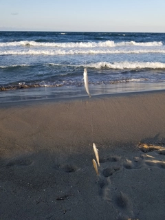 キスの釣果