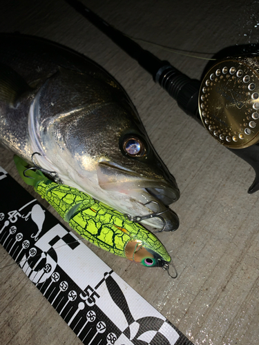 シーバスの釣果