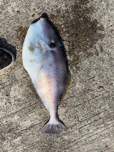 ウスバハギの釣果