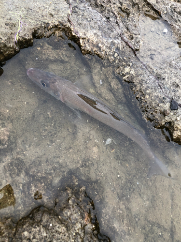 キスの釣果