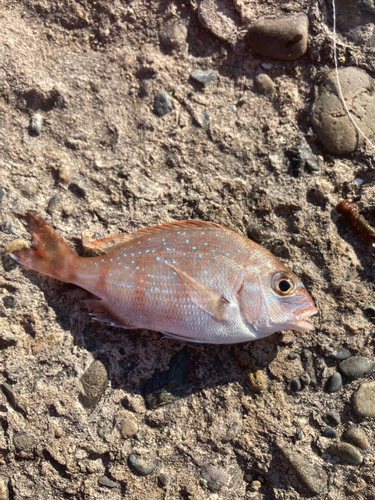 マダイの釣果