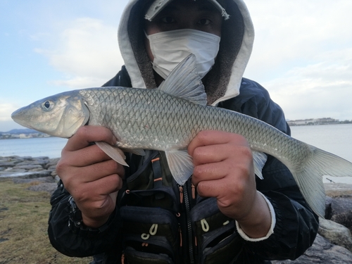 ニゴイの釣果