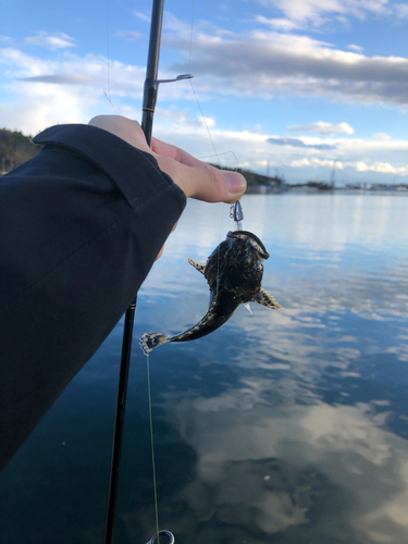 ギスカジカの釣果