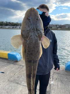 マゴチの釣果