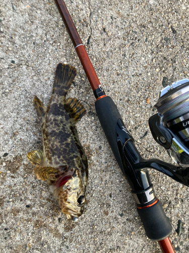 タケノコメバルの釣果