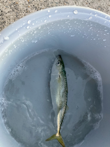 サバの釣果